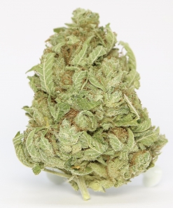Locomotion Indica Buy Weed Online Locomotion Indica Buy Weed Online