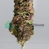 King Congo Marijuana Buy Weed Online King Congo Marijuana Buy Weed Online