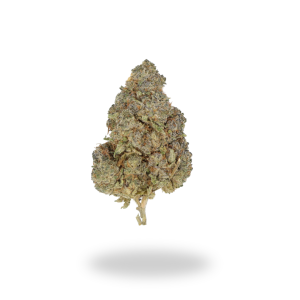 AA+ White Rhino