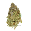 AAAA White Widow Cream By Kootney Exotics Best Sellers Buy Weed Online AAAA White Widow Cream By Kootney Exotics Best Sellers Buy Weed Online