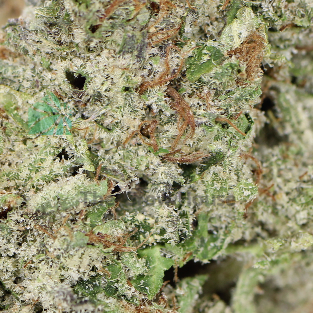 Black Jack Budget Buds Buy Weed Online Black Jack Budget Buds Buy Weed Online