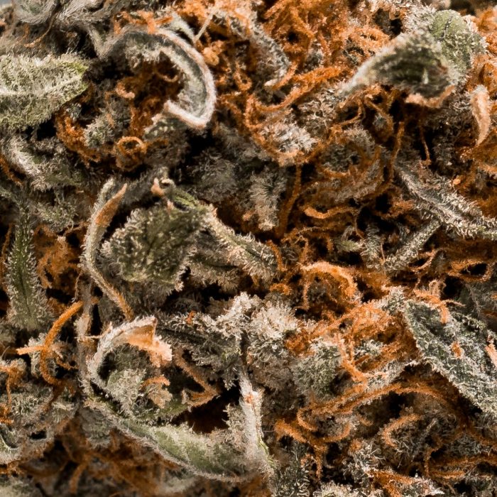 Zombie Kush Budget Buds Buy Weed Online Zombie Kush Budget Buds Buy Weed Online
