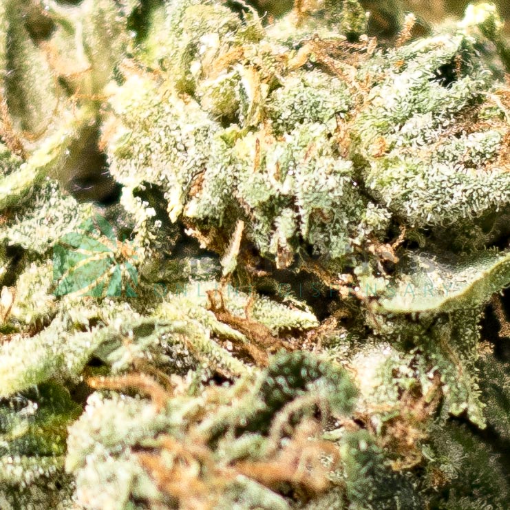Purple Urkle Budget Buds Buy Weed Online Purple Urkle Budget Buds Buy Weed Online