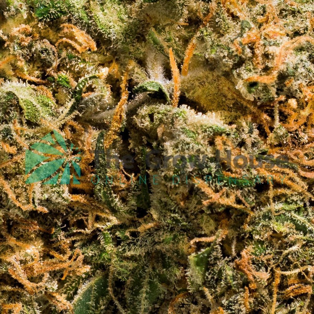 Big Buddah Cheese Hybrid Buy Weed Online Big Buddah Cheese Hybrid Buy Weed Online