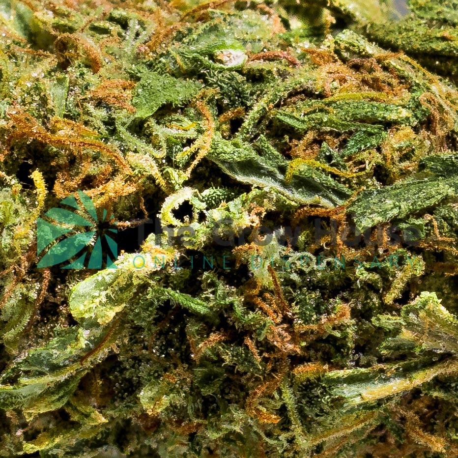 Kings Kush Budget Buds Buy Weed Online Kings Kush Budget Buds Buy Weed Online