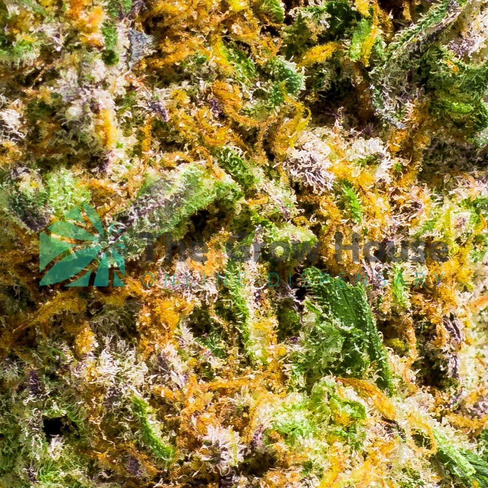 MINT CHOCOLATE CHIP Hybrid Buy Weed Online MINT CHOCOLATE CHIP Hybrid Buy Weed Online