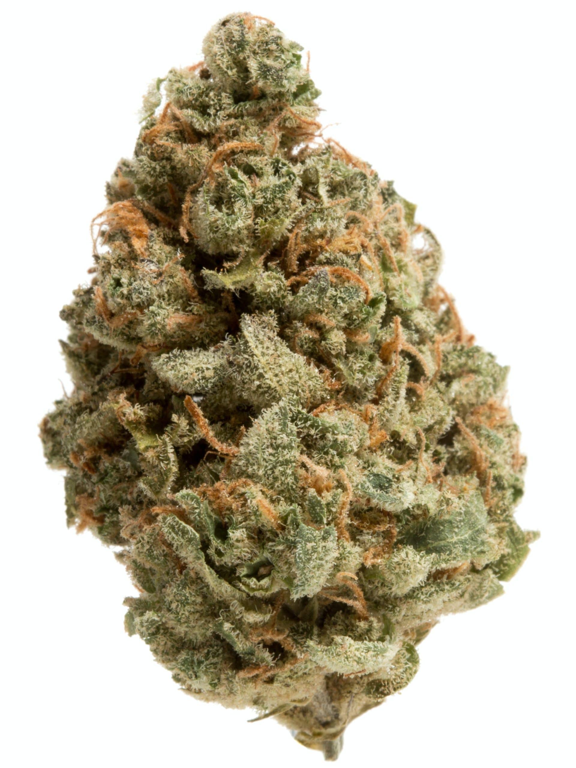 OG’s Pearl Budget Buds Buy Weed Online OG’s Pearl Budget Buds Buy Weed Online