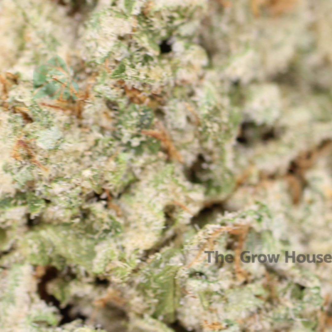 Fruity Pebbles Budget Buds Buy Weed Online Fruity Pebbles Budget Buds Buy Weed Online