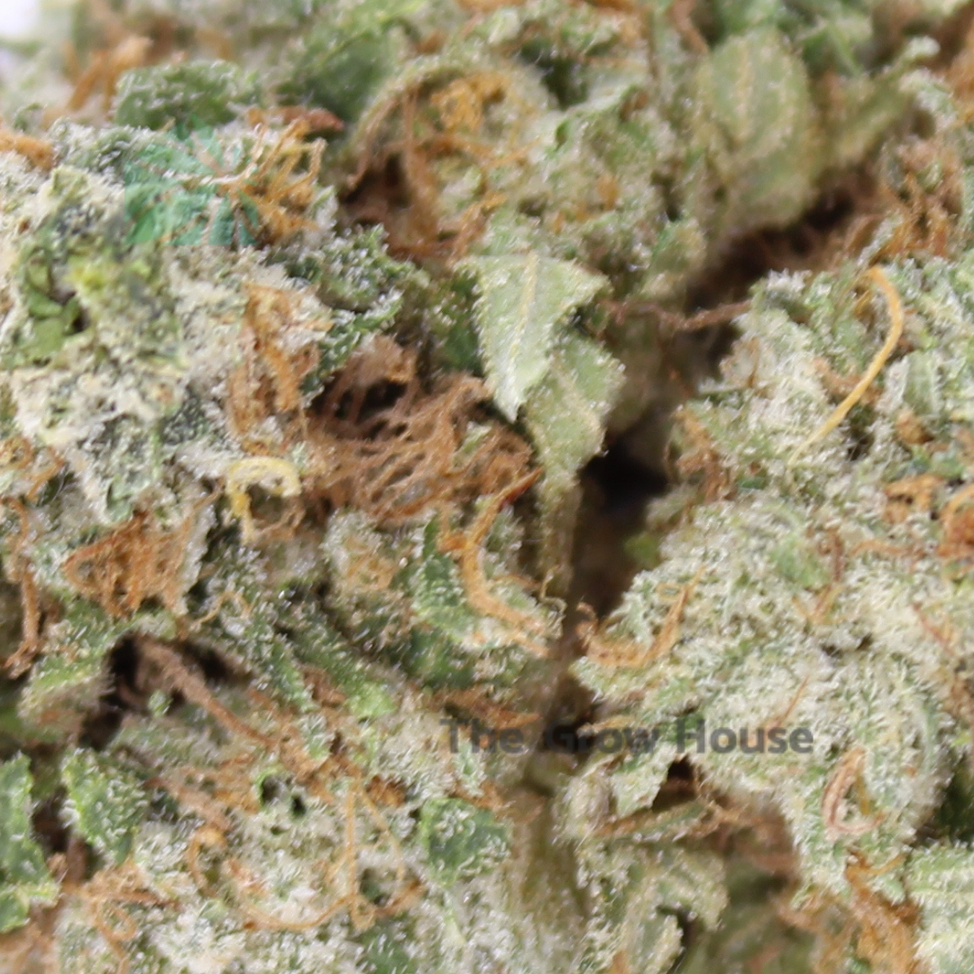 Tuna Budget Buds Buy Weed Online Tuna Budget Buds Buy Weed Online
