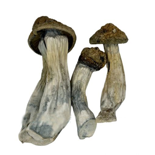 Thrasher Penis Envy Mushroom Magic Mushrooms Buy Weed Online Thrasher Penis Envy Mushroom Magic Mushrooms Buy Weed Online