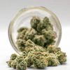 AAAA Jungle Breath By Jungle Boys Flowers Buy Weed Online AAAA Jungle Breath By Jungle Boys Flowers Buy Weed Online