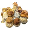 Malabar Mushroom Magic Mushrooms Buy Weed Online