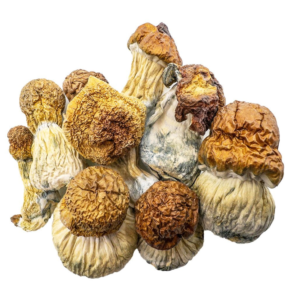 AAAA CODE BLUE Mushroom Magic Mushrooms Buy Weed Online AAAA CODE BLUE Mushroom Magic Mushrooms Buy Weed Online