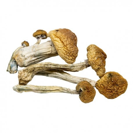 AAAA B+ Mushroom Magic Mushrooms Buy Weed Online AAAA B+ Mushroom Magic Mushrooms Buy Weed Online