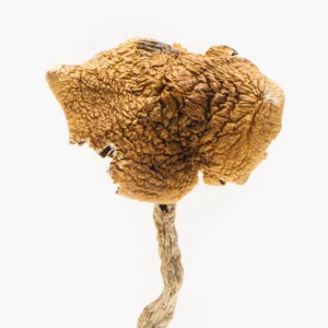 3.5g of Magic Mushrooms