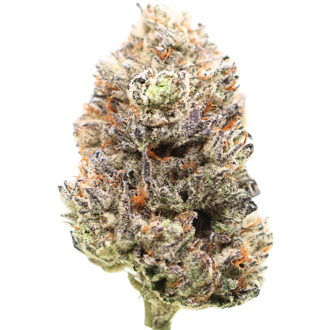 π 1st Place Sativa Cup : AAAAA Amnesia Haze | LSO Flowers Buy Weed Online π 1st Place Sativa Cup : AAAAA Amnesia Haze | LSO Flowers Buy Weed Online
