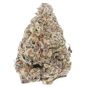 AA Black Domina